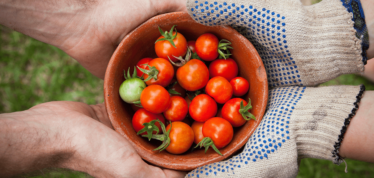 Premières tomates sous serre en Hauts-de-France