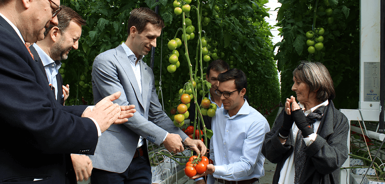 Arques, 1er  site de production de tomates au nord de Paris